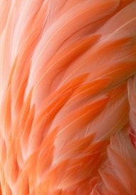 flamingo shutterstock_218620471